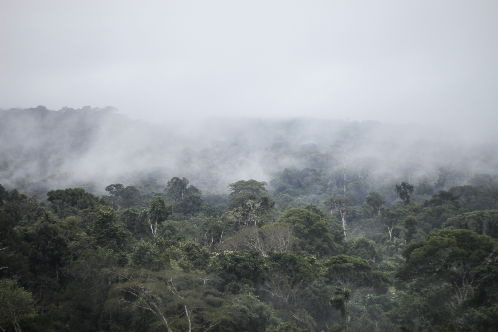 transpiring trees release water vapor that form flying rivers above the amazon